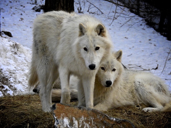 Two white wolves HD picture 02