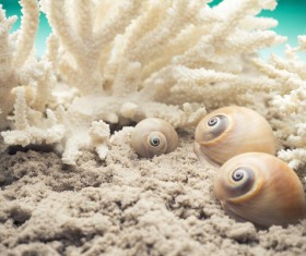 Underwater coral reefs and other marine life Stock Photo