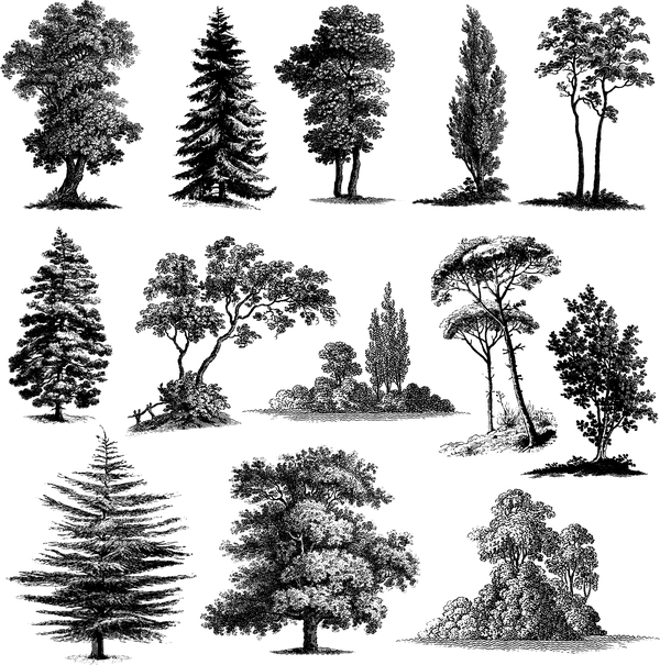 Various tree silhouette vectors set 02