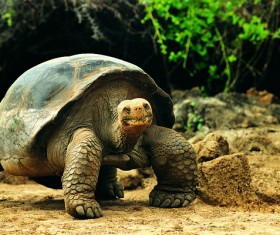 Walking turtle Stock Photo