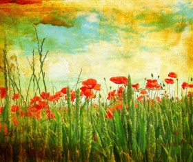 Wheat and poppy flowers Stock Photo