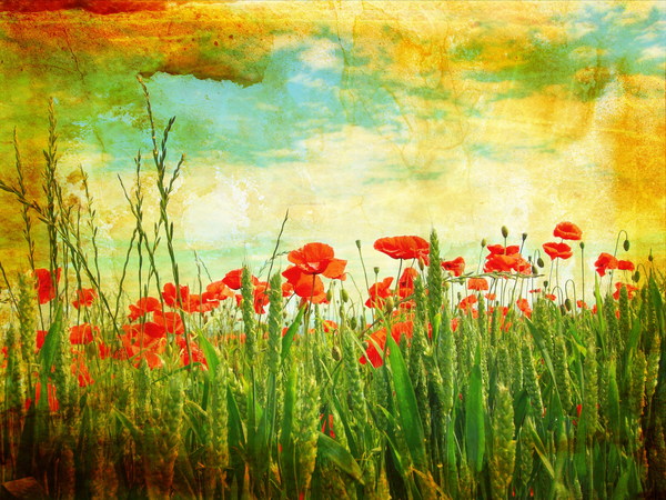 Wheat and poppy flowers Stock Photo