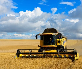Wheat harvest Stock Photo