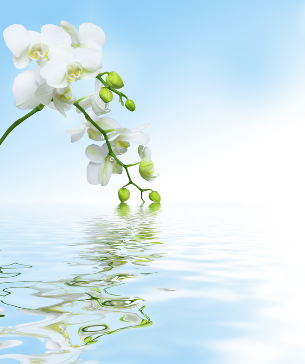 White moth orchid in the water Stock Photo