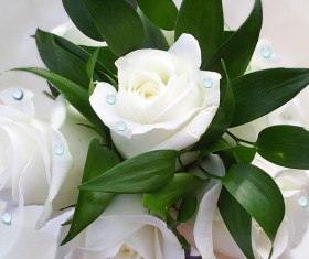 White roses HD picture
