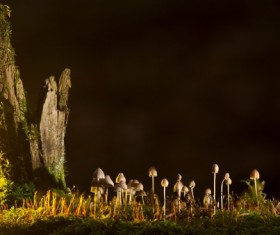Wild mushrooms HD picture