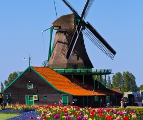 Windmill and bright tulips Stock Photo