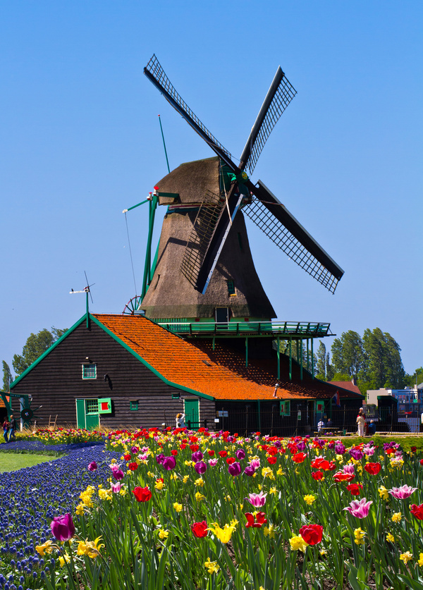 Windmill and bright tulips Stock Photo