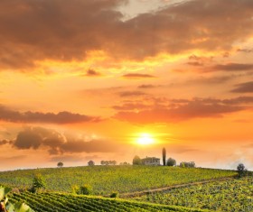 Wine estate Stock Photo