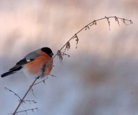 Winter red belly bird Stock Photo