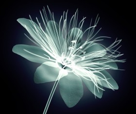 X-ray image of a flower Stock Photo 01