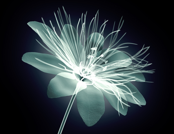 X-ray image of a flower Stock Photo 01