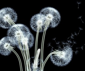 X-ray image of a flower Stock Photo 02