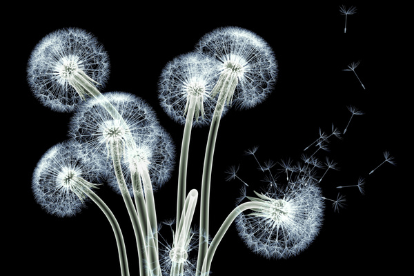 Download X-ray image of a flower Stock Photo 02 free download