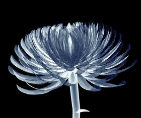 X-ray image of a flower Stock Photo 03