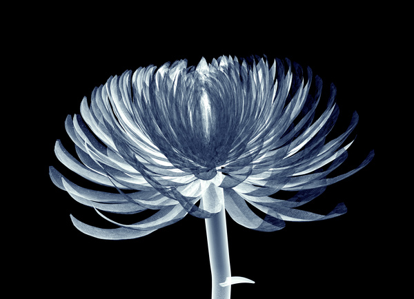 X-ray image of a flower Stock Photo 03