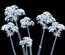 X-ray image of a flower Stock Photo 04