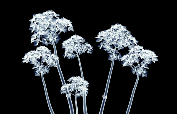X-ray image of a flower Stock Photo 04