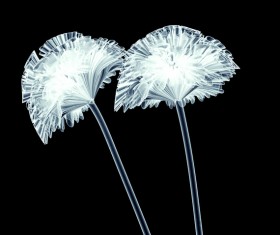 X-ray image of a flower Stock Photo 05