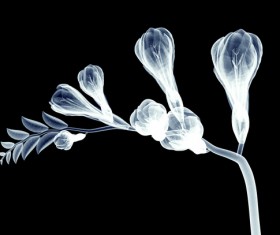 X-ray image of a flower Stock Photo 06