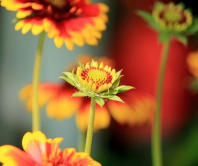 Yellow chrysanthemum Stock Photo