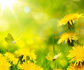 Yellow dandelion and butterfly HD picture