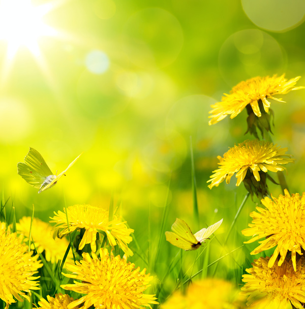 Yellow dandelion and butterfly HD picture