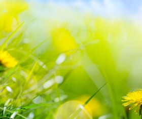 Yellow dandelion flower HD picture