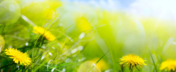 Yellow dandelion flower HD picture