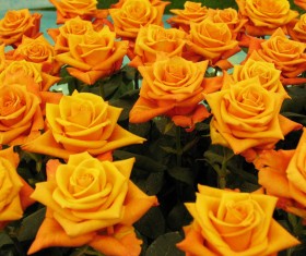 Yellow rose HD picture