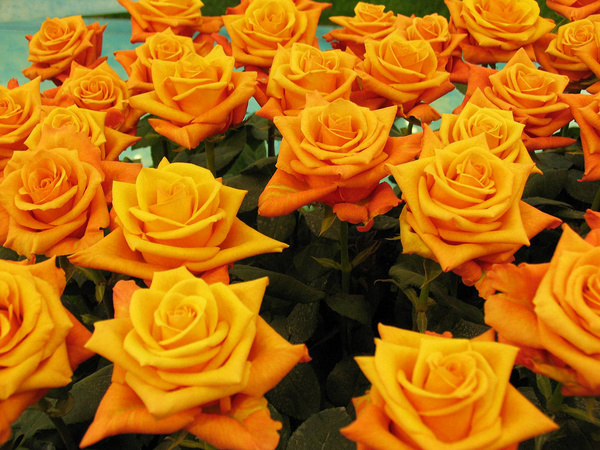 Yellow rose HD picture