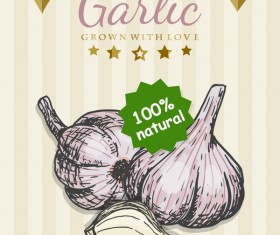 garlic poster template retro vector