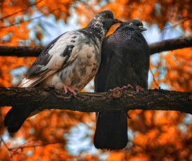 pair of pigeons on a branch Stock Photo