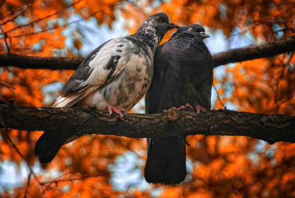 pair of pigeons on a branch Stock Photo