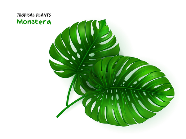 tropical plants monstera leaf vector