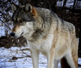 wolf in the jungle HD picture 01