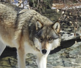 wolf in the jungle HD picture 02