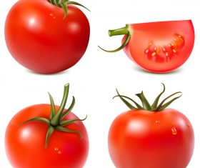 4 kind tomato illustration vector