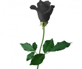 A black rose Stock Photo