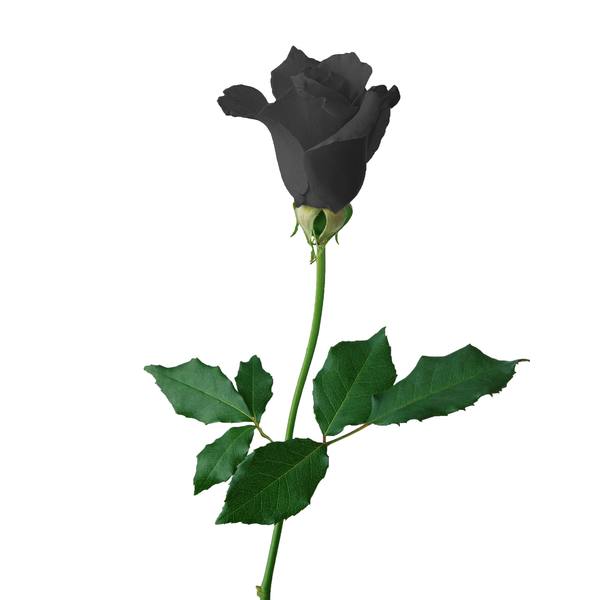 A black rose Stock Photo