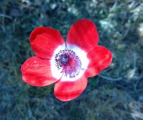 Anemone HD picture