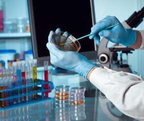 Bacterial culture Stock Photo