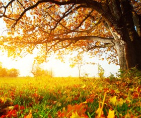 Beautiful autumn Stock Photo