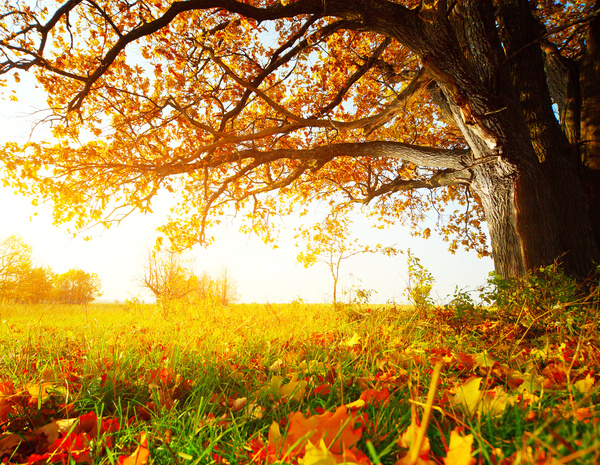 Beautiful autumn Stock Photo