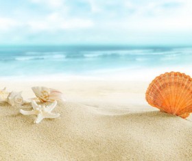 Beautiful shells on the beach HD picture