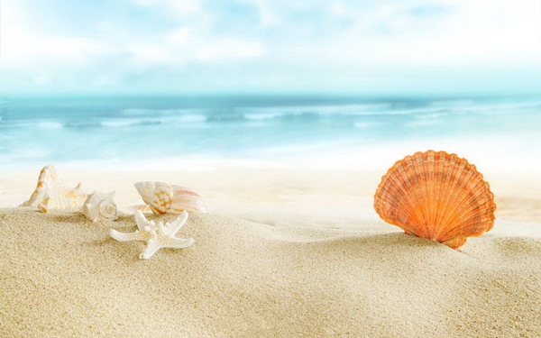 Beautiful shells on the beach HD picture