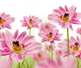 Bee on pink flowers HD picture