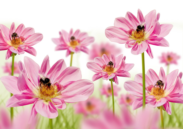 Bee on pink flowers HD picture