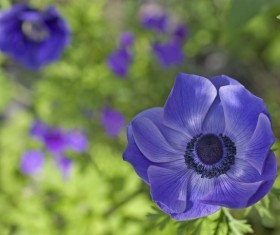 Blue anemone Stock Photo