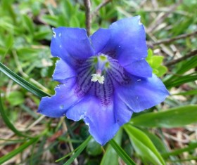 Blue gentian flowers Stock Photo